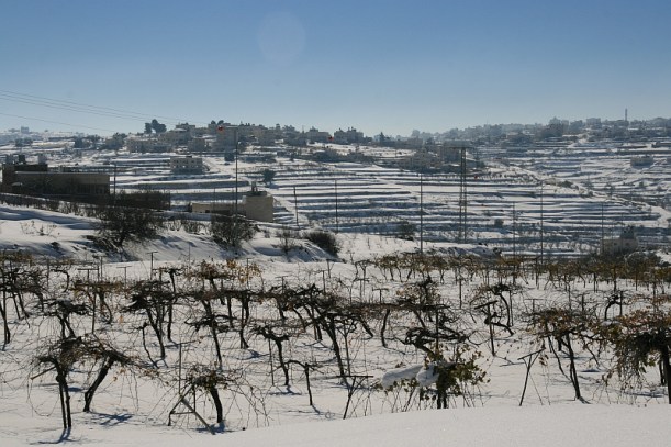 A hebroni szőlőst épp puha hótakaró fedi, jó lesz a termés - mely lehet, hogy épp a Rotschildok borászatába kerül majd