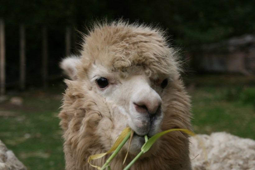 Láma - megszokott látvány Peru vidéki tájain
